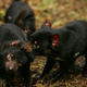 Devils spread their facial disease through biting one another in social and mating scenarios.